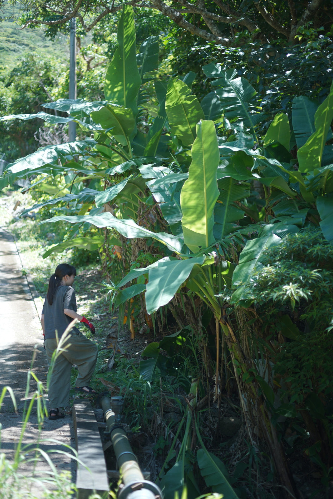 芭蕉ワークショップ（糸芭蕉繊維採取から、糸づくり、コースターサイズの織りまで）のお知らせ　～2026年1月～